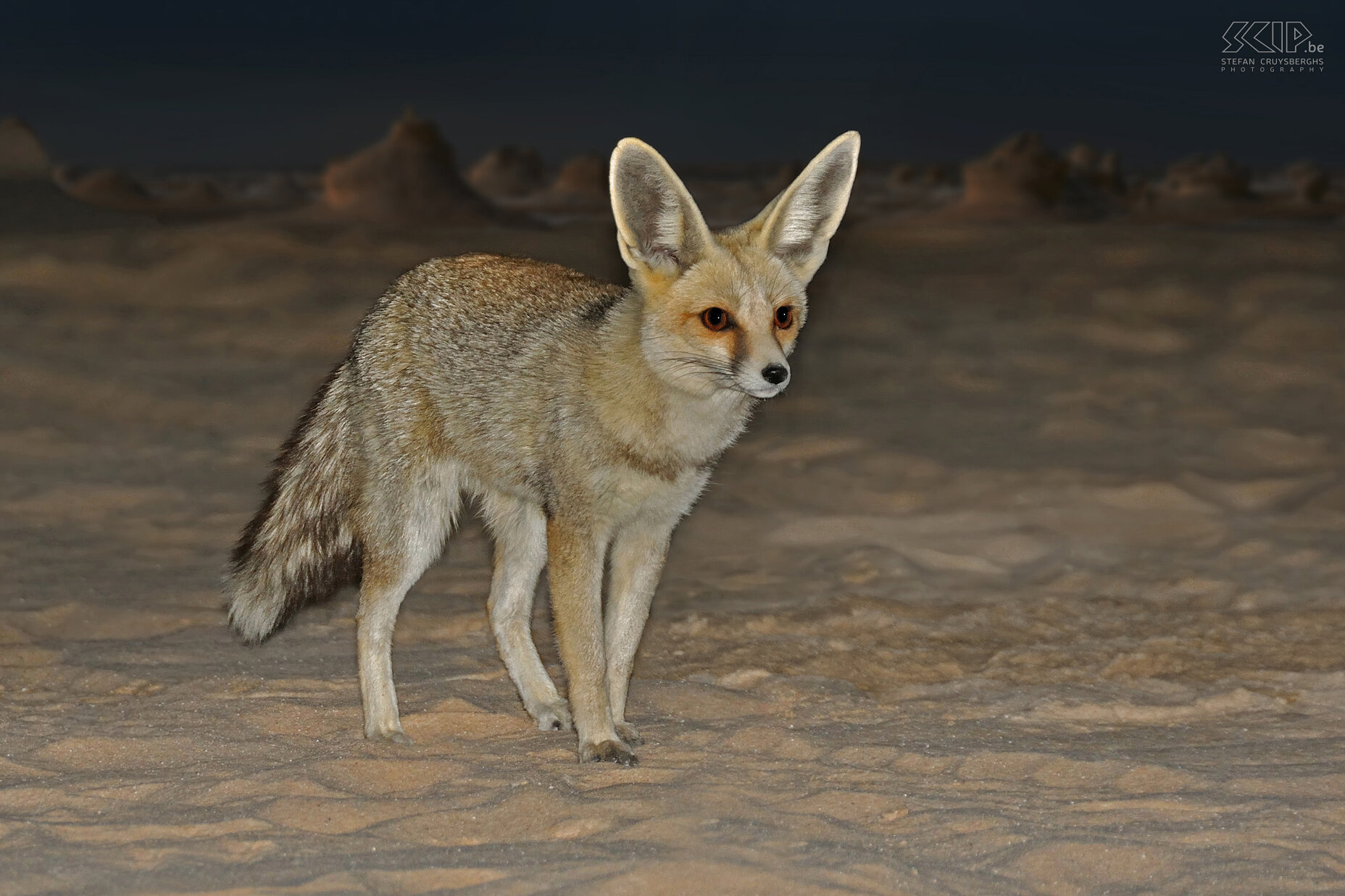 Wadi Biddendee - Zandvos Zoals de woestijnvos/fennec (Vulpes zerda) heeft ook de zand vos (Rüppell's fox, Vulpes rueppelli) grote oren om af te koelen. Stefan Cruysberghs